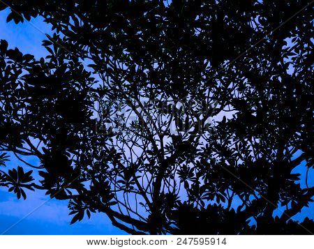 Silhouette Tree In Blue Sky,beautiful Silhouette Tree