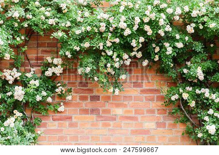 Picture Of A Brick Wall Framed By Climbing Roses