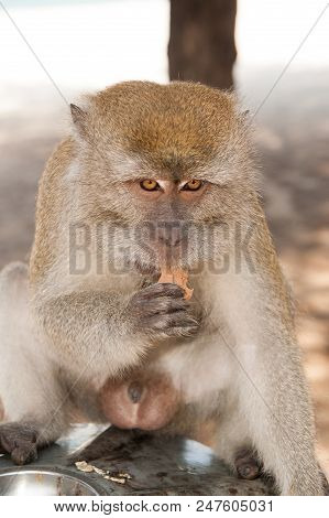 Monkey Animal Eat Food. Primate Sit Outdoor. Cute Animal. Monkey Day. Wild Nature And Wildlife. Zoo.