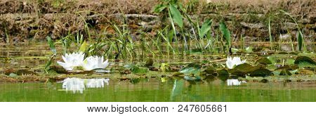 White Water Lilies On Pond, Rousham Park, Oxfordshire
