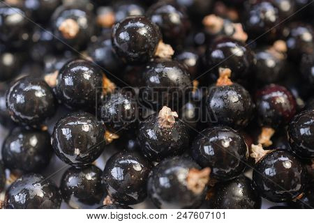 Background Texture Of Dripping Black Cuurant. Close-up Photo.