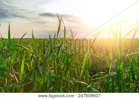 Real Fresh Green Grass Blackgroud With Evening Sun Shines. Plants Grows. Lawns.