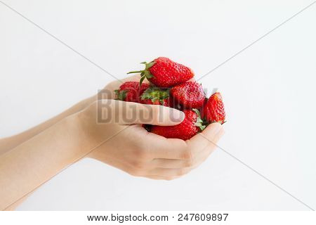 Women's Hands Holding A Large Handful Of Ripe Strawberries