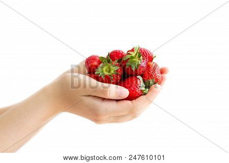 Women's Hands Holding A Large Handful Of Ripe Strawberries
