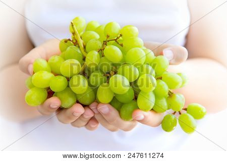 Women's Hands Holding A Large Handful Of Ripe Bunch Of Grapes