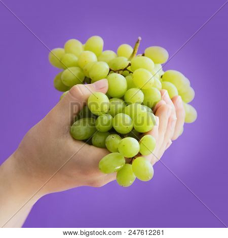 Women's Hands Holding A Large Handful Of Ripe Bunch Of Grapes