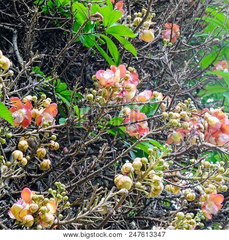 The Flower Of The Sacred Bo Tree. Sri Lanka. Shallow Depth Of Field
