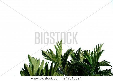 Tropical Plant Leaves On White Isolated Background For Green Foliage Backdrop