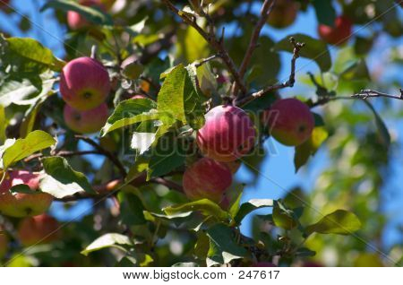 แอปเปิ้ลบนต้น