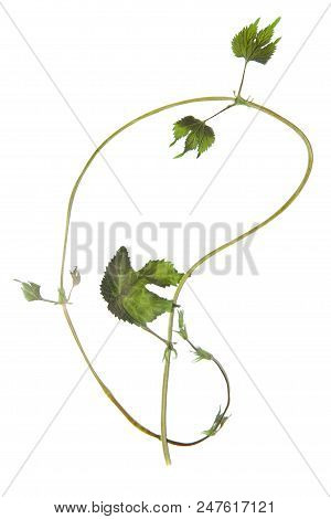 Herbarium With Dry Pressed Plants On White Background.