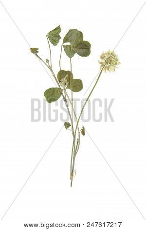 Herbarium With Dry Pressed Plants On White Background.