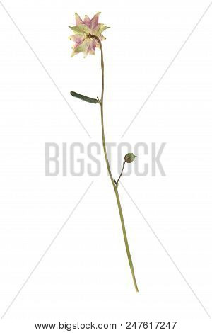 Herbarium With Dry Pressed Plants On White Background.