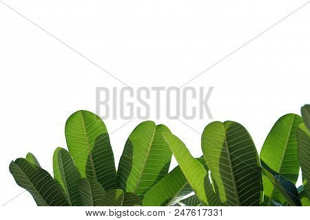 Tropical Plumeria Plant Leaves On White Isolated Background For Green Foliage Backdrop And Sunlight