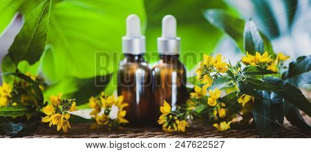 Bottles With St. John's Wort Extract And Flowers Hypericum, Organic Cosmetics With Herbal Extracts
