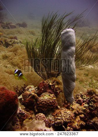 Underwater Photo, A View Of The Coral, Hexactinellid Sponges And Fish In The Red Sea In Israel