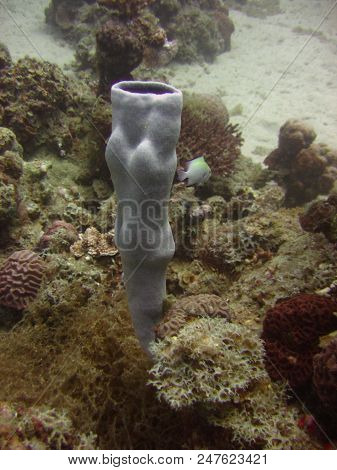 Underwater Photo, A View Of The Coral, Hexactinellid Sponges And Fish In The Red Sea In Israel