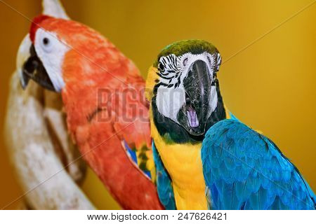 Two Macaw Parrot Over The Yellow Background
