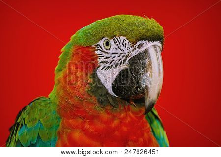Portrait Of The Macaw Parrot Over The Red Background