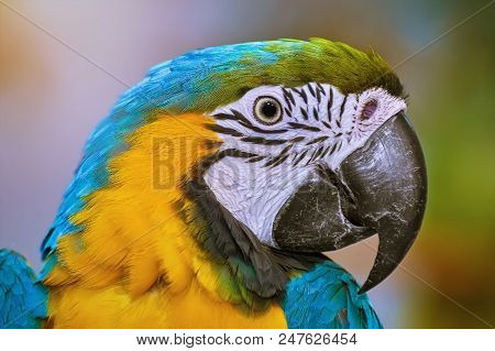 Image Of Portrait Of The Macaw Parrot