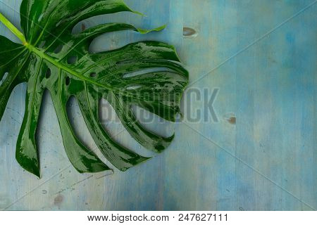 Summer Flat Lay Scenery With Mostera Leaf On Blue Background With Copy Space