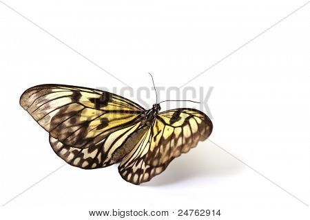 leuconoe คิดแยกต่างหากปิดค่า