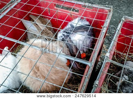 Rabbits Of Different Breeds Sit In A Closed Cage. They Were Brought To The Market To Sell.