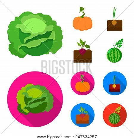 Cabbage, Pumpkin, Onion, Buriak.plant Set Collection Icons In Cartoon, Flat Style Vector Symbol Stoc