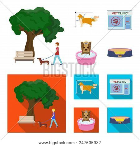 Walking With A Dog In The Park, Combing A Dog, A Veterinarian Office, Bathing A Pet. Vet Clinic And 