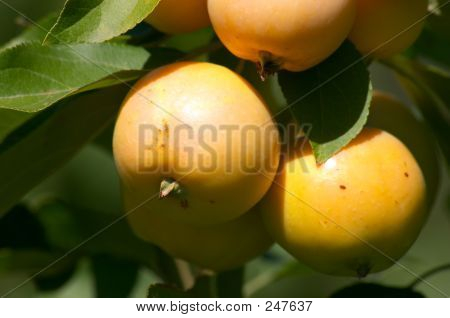 แอปเปิ้ล