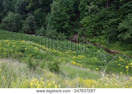 A Shallow Ravine In The Forest