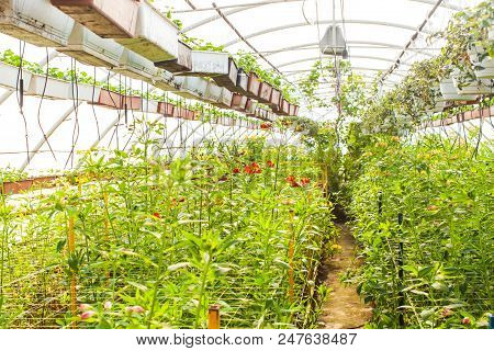 The Lot Of Beautiful Plants, Located At The Large Greenhouse