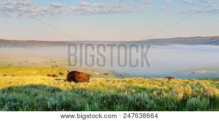 Bisons Grazing On A Very Beautiful Morning, Around Sunrise, In Hayden Valley, Yellowstone National P