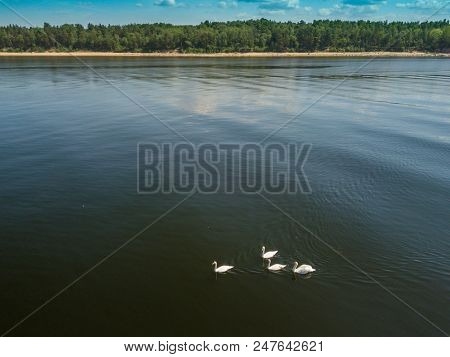Flock Of Swans On The Top Of The Water. Baltic Sea. View From Above.
