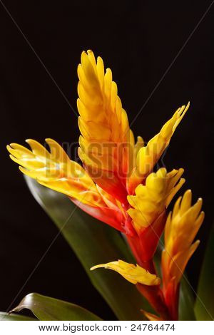 Vinduet plante 