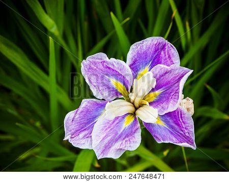 Purple Striped Iris On The Flowerbed Among Lush Greenery
