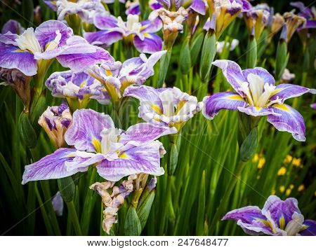 Purple Striped Iris On The Flowerbed Among Lush Greenery