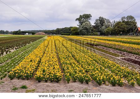 Photo Picture Of Calla Flower Colored Garden Field Cultivation