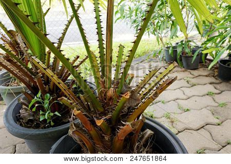 Branch And Thorn Of Saw Palmetto, Ecological Concept, Space For Text In Template (sabal Palm, Sereno