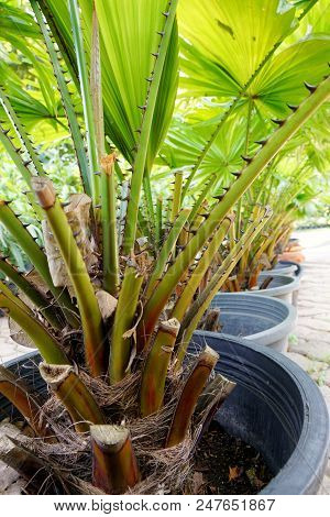 Branch And Thorn Of Saw Palmetto, Ecological Concept, Space For Text In Template (sabal Palm, Sereno