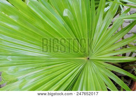 Close Up Of Leaves Saw Palmetto, Abstract Leaves Texture, Ecological Concept, Space For Text In Temp