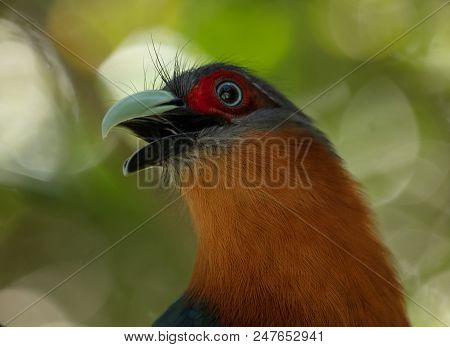 Chestnut Breasted Malkoha Head Shot In The Sunset