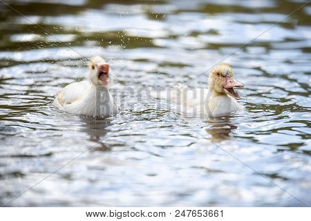 Two Baby Indodas Swim In The Pond On A Sunny Summer Day