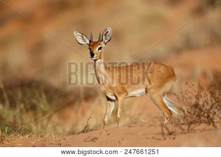 Male steenbok antelope (Raphicerus campestris), Kalahari desert, South Africa