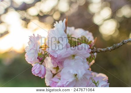Cherry Blossom Flowers In Full Bloom On Tree Branch