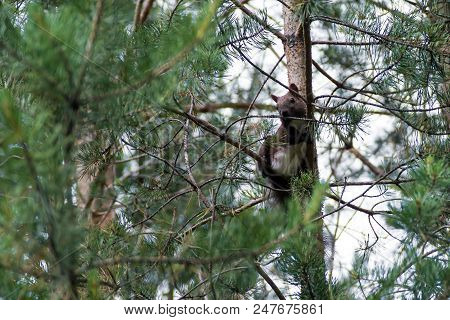 Squirrel On Tree. Summer Forest And Squirrel.