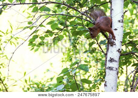 Squirrel On Tree. Summer Forest And Squirrel.