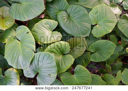 Top View King Of Heart, Green Tree As A Background, Abstract Leaves Texture, Nature Wallpaper Concep
