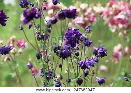 Purple Aquilegia. Beautiful Meadow Field With Wild Flowers. Spring Or Summer Wildflowers Closeup. He