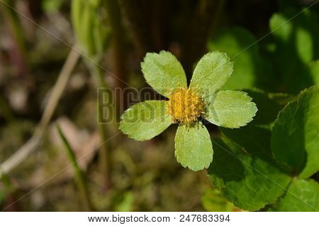 Hacquetia Green Flower - Latin Name - Sanicula Epipactis
