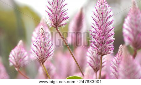 Tiarella Sky Rocket Pink Color Flowers Close-up